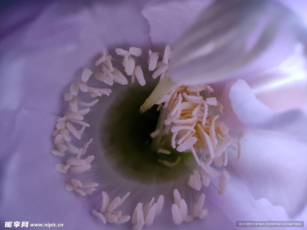 花蕾