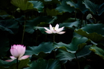 莲花绽放