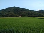 田野