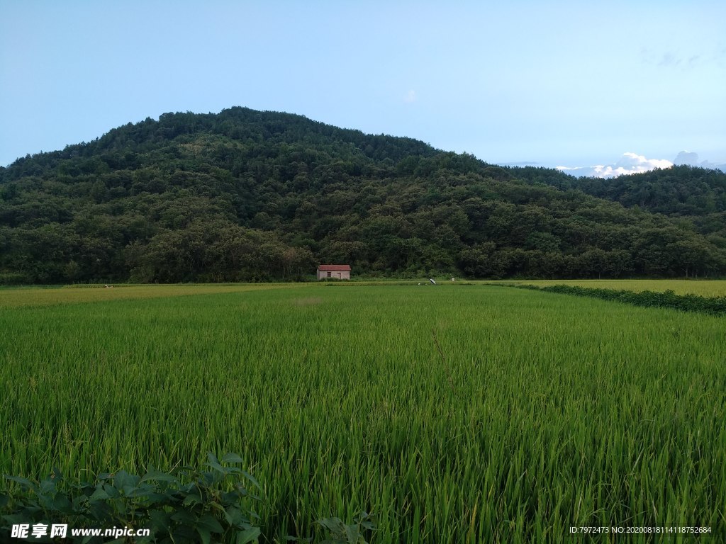 田野