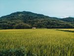 田野