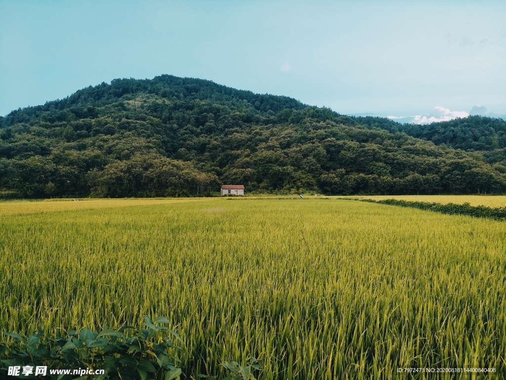 田野