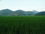 田野