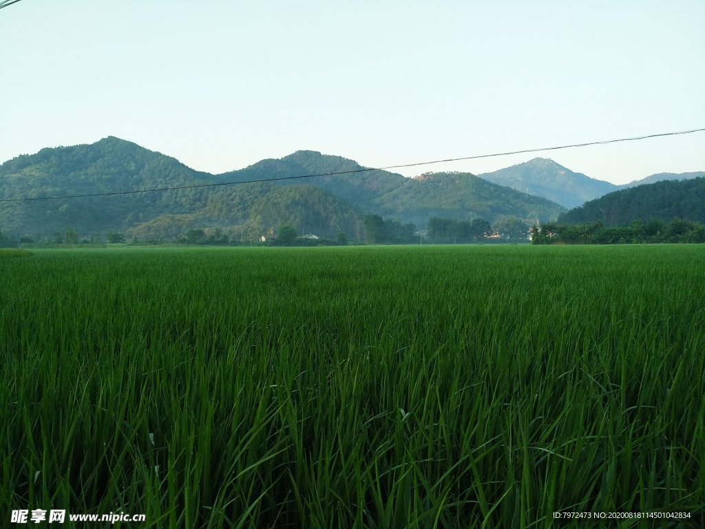 田野
