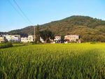 田园风光