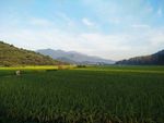 田野