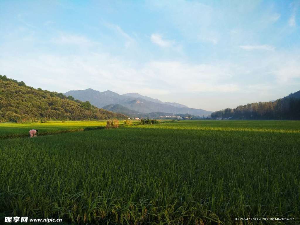 田野