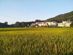 田园风光