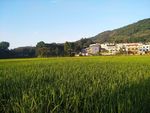 稻田