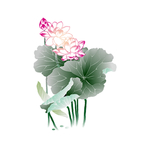 荷花