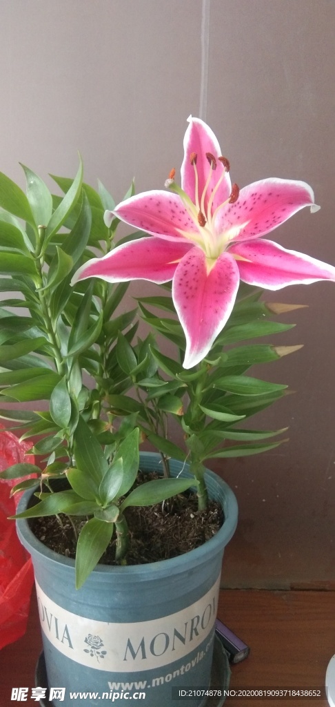 盘栽百合