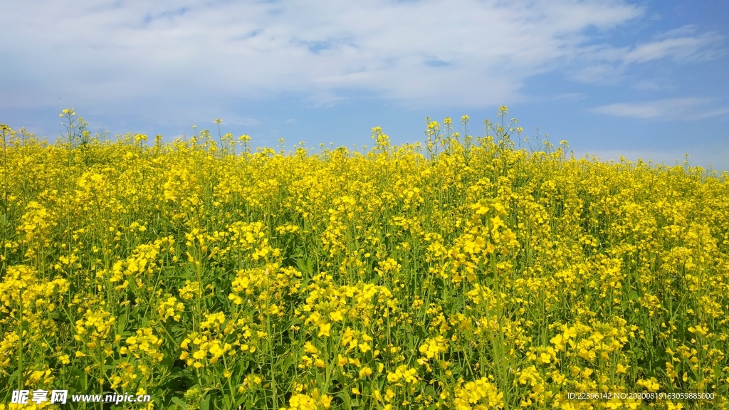 油菜花