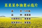 花背影