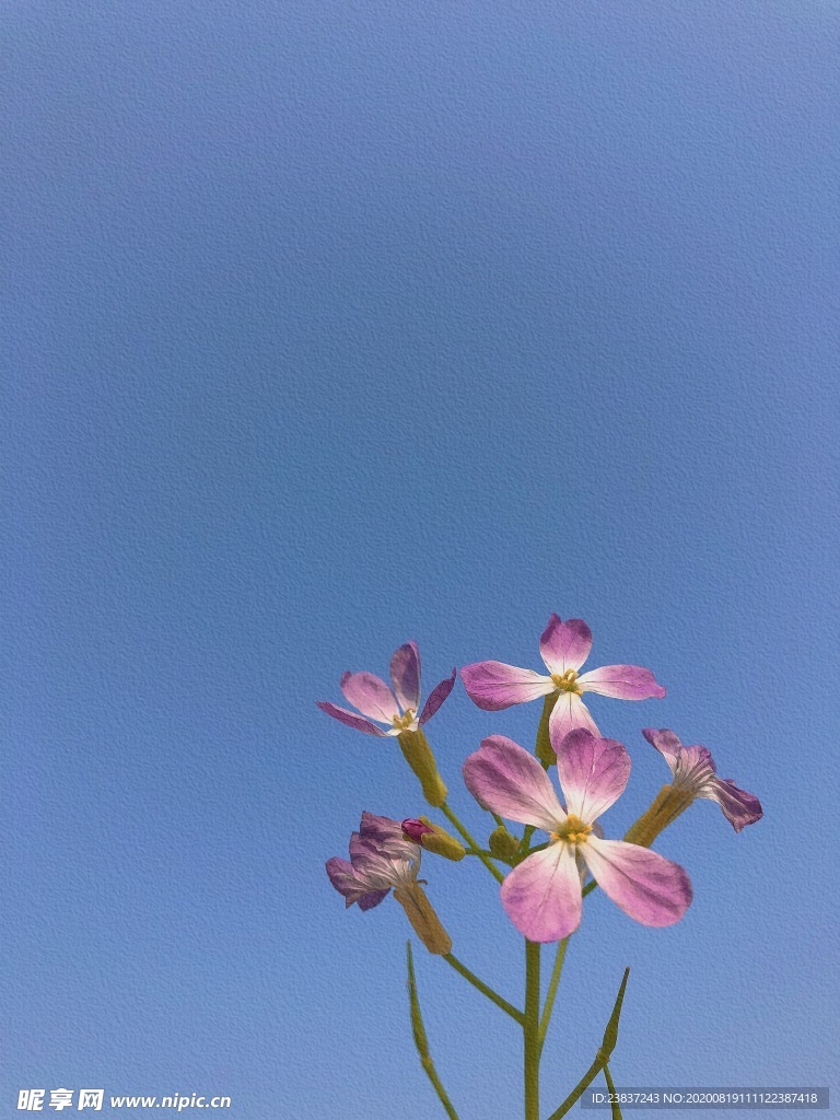 花