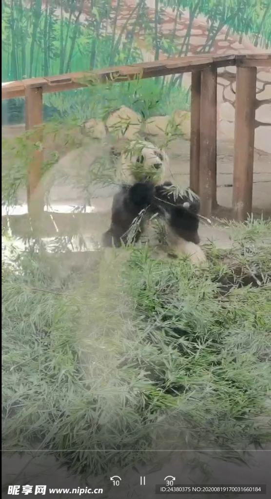 手机拍摄熊猫
