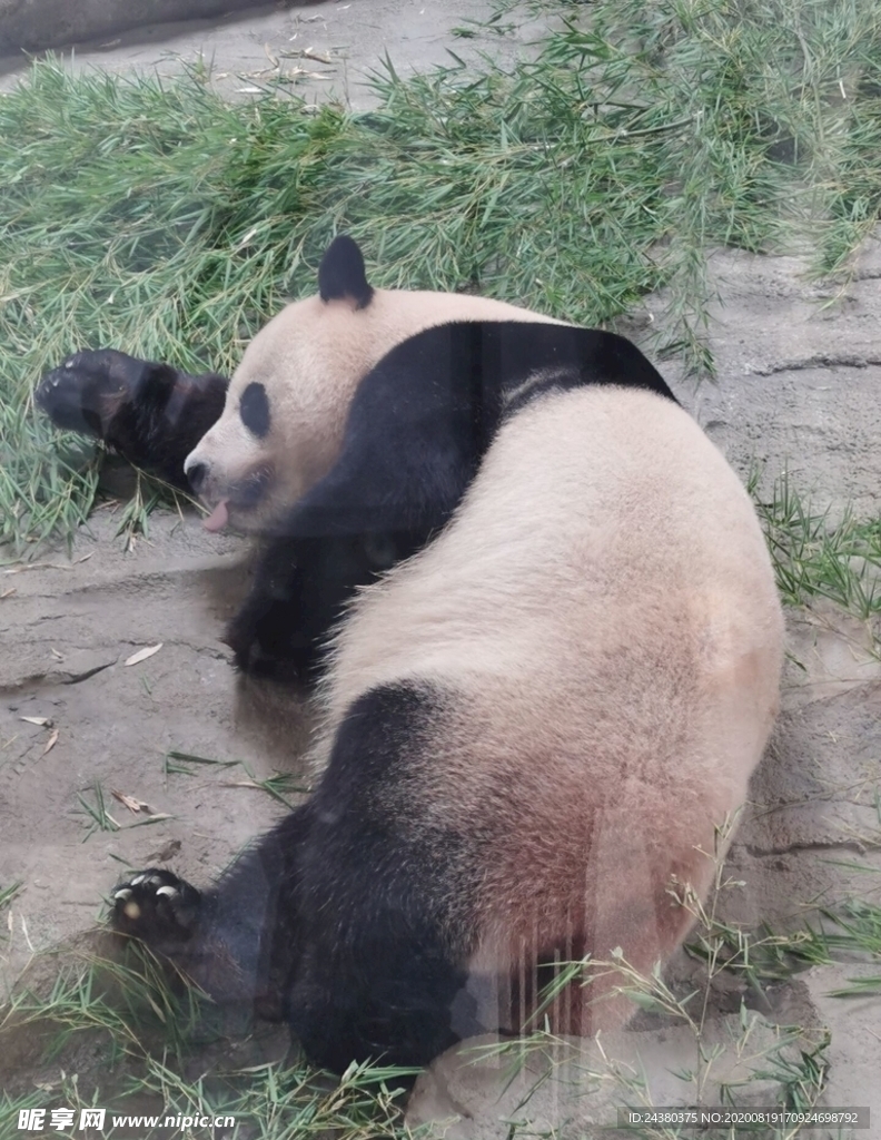 手机拍摄熊猫