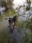 树根