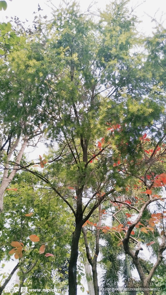 秋之声
