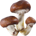 蘑菇