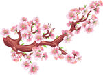 樱花