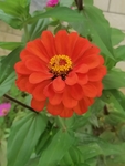 百日草