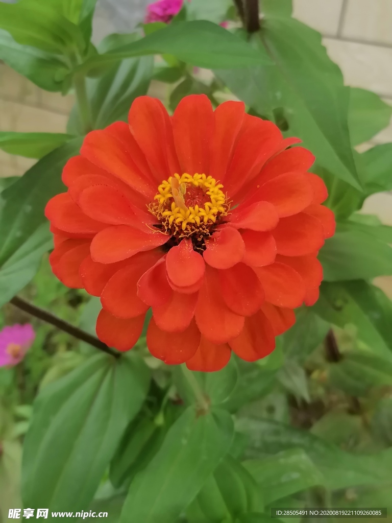 百日草