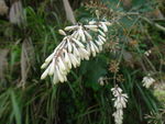 山村野花