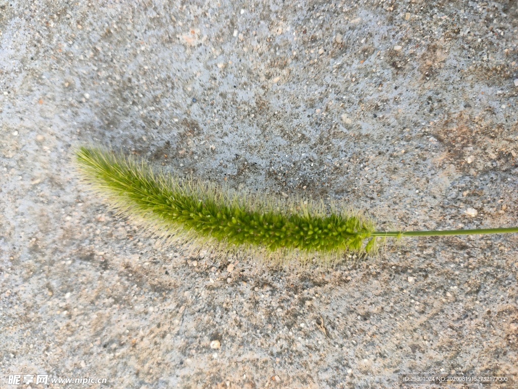 狗尾巴草