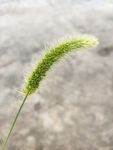 狗尾巴草