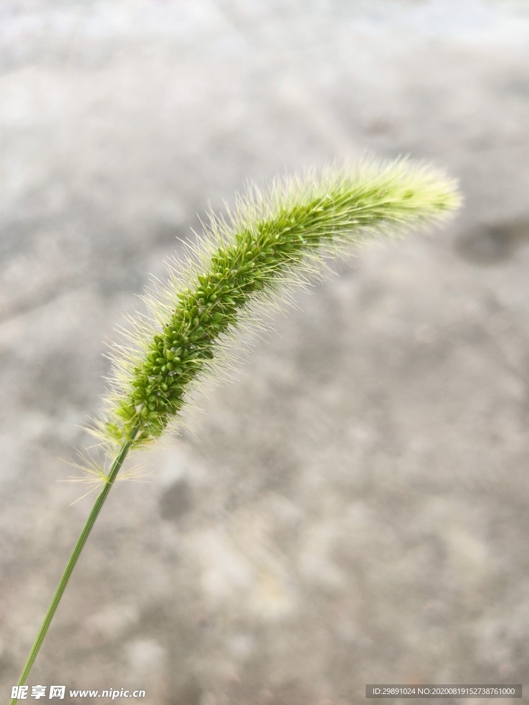 狗尾巴草