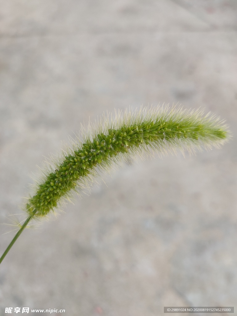 狗尾巴草