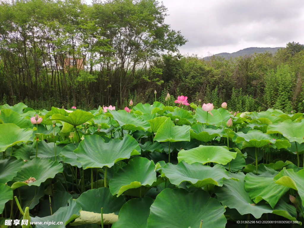 清水出芙蓉