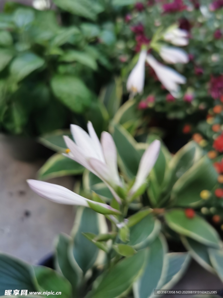 白鹤花