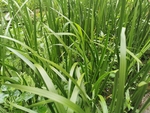菖蒲