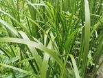 菖蒲