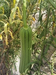 丝瓜