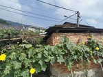 丝瓜藤