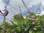 扁豆藤