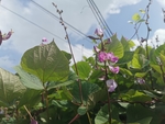 扁豆藤