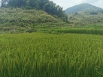 田园风光