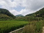 田园风光