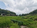 农田水稻