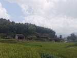 稻田