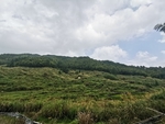 田园风光