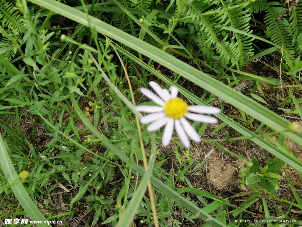 野菊花