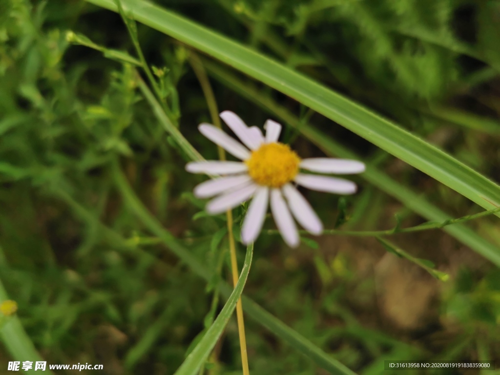 山菊花