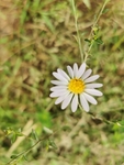 山菊花
