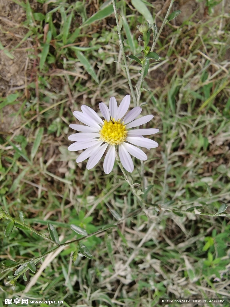 野菊花