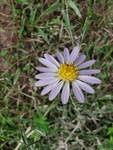 野菊花