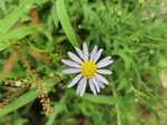 野菊花